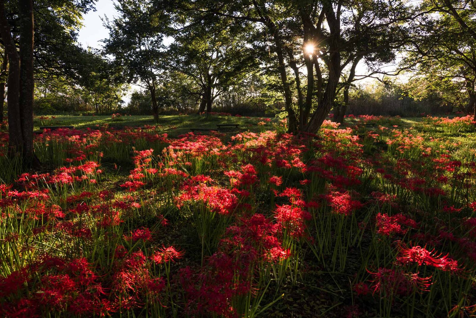 Red spider lilies in a green forest