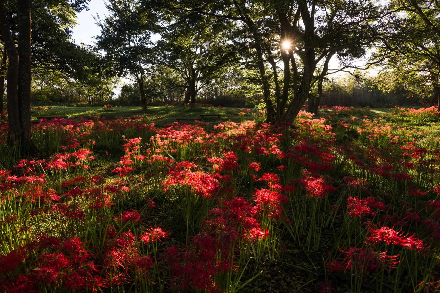 Red spider lilies in a green forest
