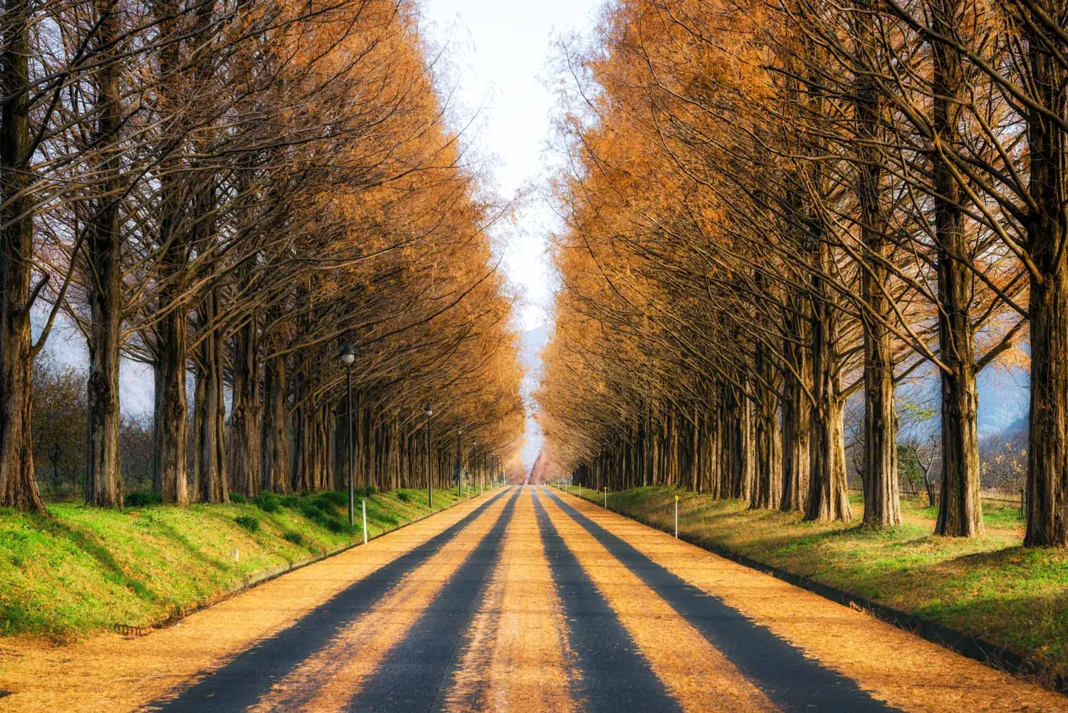 Metasequoia avenue in autumn