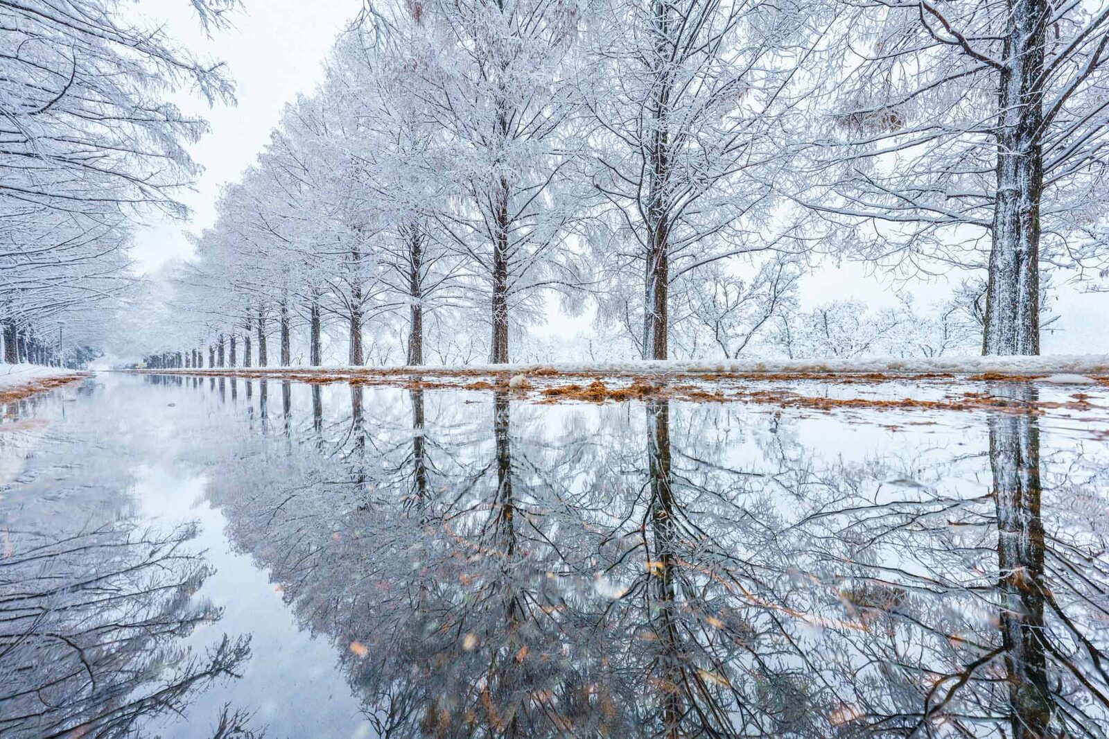 Snow-covered metasequoia trees