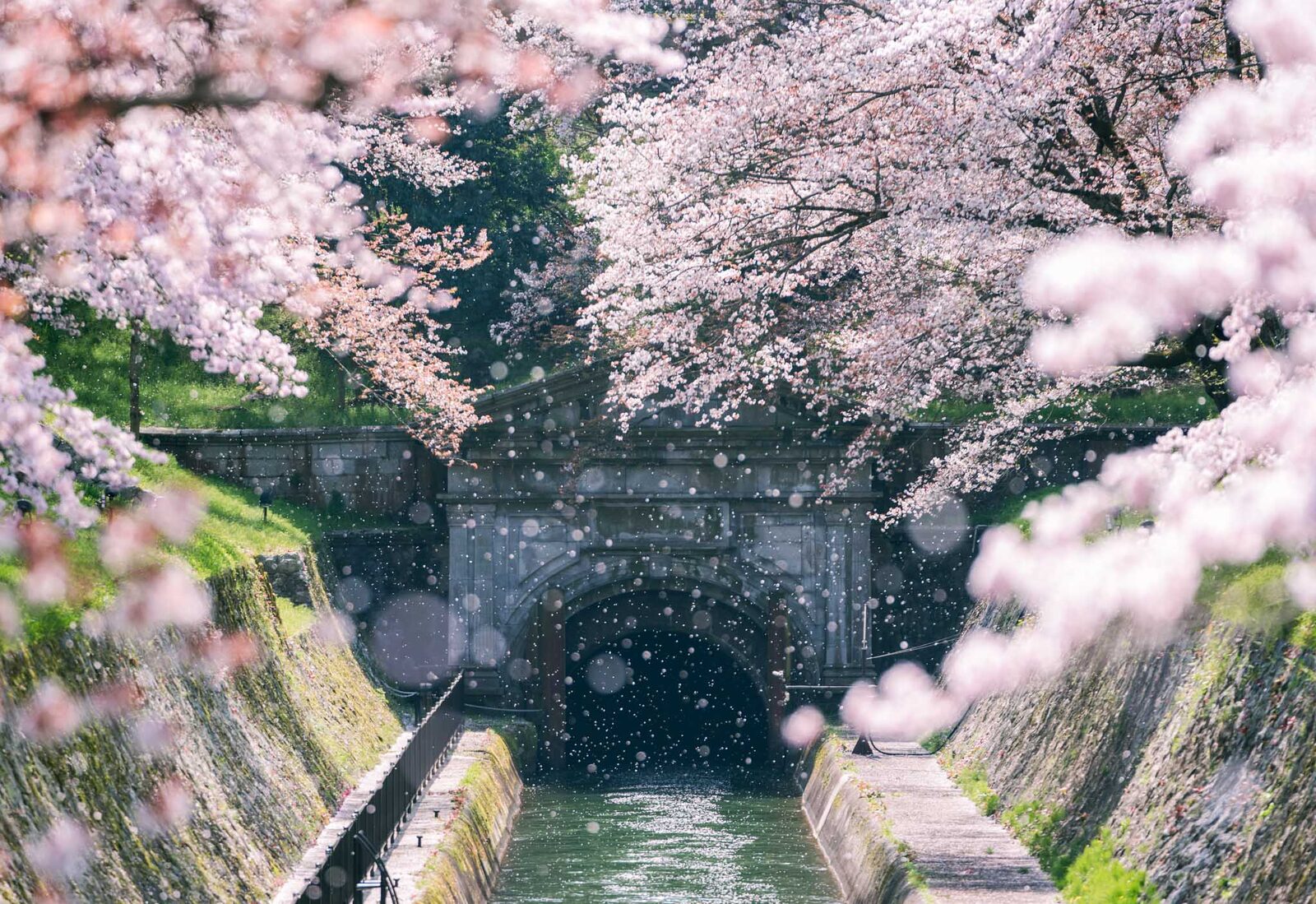 Cherry blossoms over a canal